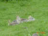 DSC00292.JPG (15879 octets)