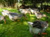 oieg004.jpg (16047 octets)