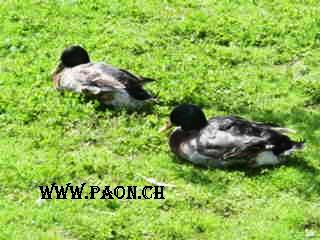 Canard type colvert (Rouen) à vendre — élevage paon.ch, canton de Neuchâtel, Suisse