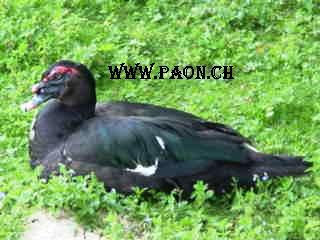 Canard de Barbarie à vendre — élevage paon.ch, canton de Neuchâtel, Suisse
