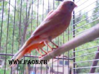 Canari rouge à vendre — élevage paon.ch, canton de Neuchâtel, Suisse