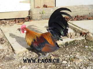 Coq nain hollandais à vendre — élevage paon.ch, canton de Neuchâtel, Suisse