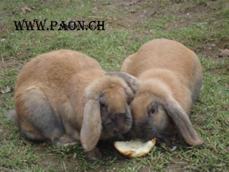 Lapin bélier géant français à vendre — élevage paon.ch, canton de Neuchâtel, Suisse