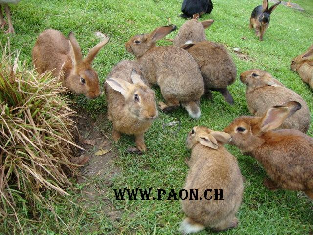 Lapin à vendre — élevage paon.ch, canton de Neuchâtel, Suisse