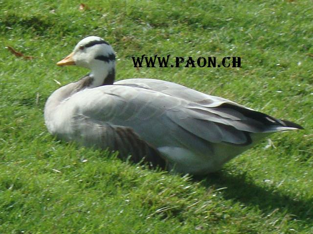 Oie à tête barrée à vendre — élevage paon.ch, canton de Neuchâtel, Suisse