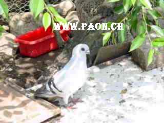 Pigeon damascène à vendre — élevage paon.ch, canton de Neuchâtel, Suisse