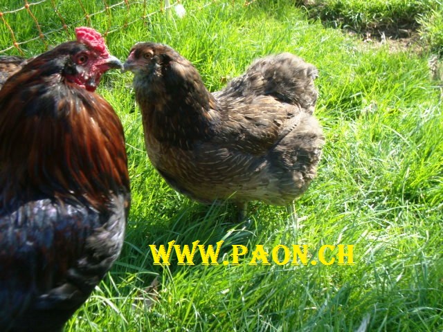 Poule Araucana (œufs verts) à vendre — élevage paon.ch, canton de Neuchâtel, Suisse