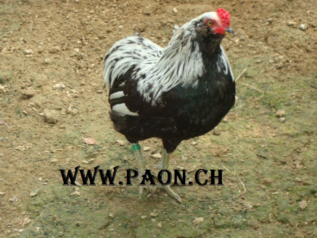 Poule Araucana naine à vendre — élevage paon.ch, canton de Neuchâtel, Suisse