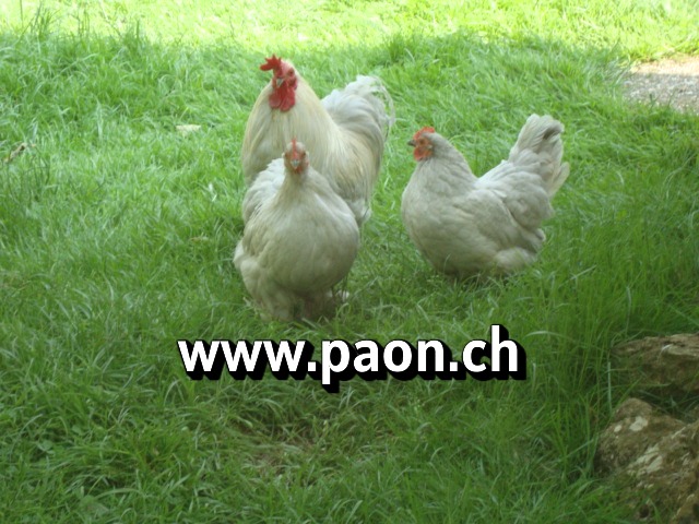 Poule Bantam de Pékin à vendre — élevage paon.ch, canton de Neuchâtel, Suisse