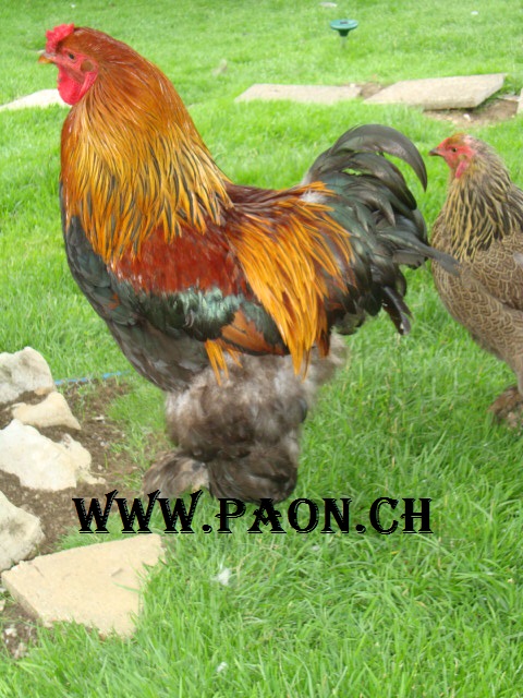 Poule Brahma à vendre — élevage paon.ch, canton de Neuchâtel, Suisse