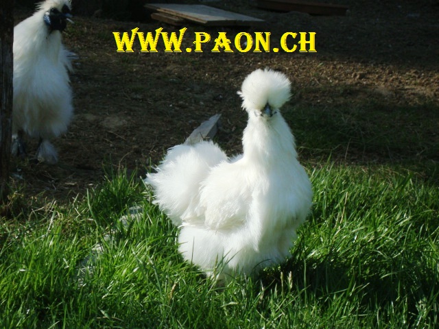 Poule de soie (blanche & divers coloris) à vendre — élevage paon.ch, canton de Neuchâtel, Suisse