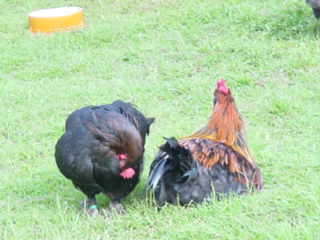 Poule Marans à vendre — élevage paon.ch, canton de Neuchâtel, Suisse