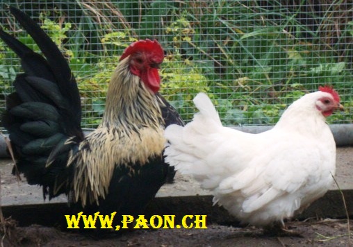 Poule Nagasaki à vendre — élevage paon.ch, canton de Neuchâtel, Suisse