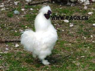 Poule de soie noire (peau noire) à vendre — élevage paon.ch, canton de Neuchâtel, Suisse