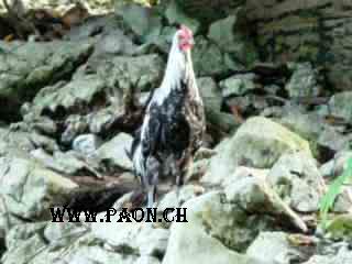 Poule Phénix argenté à vendre — élevage paon.ch, canton de Neuchâtel, Suisse