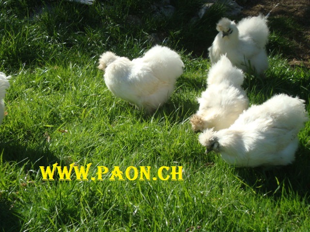 poule de soie