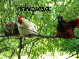Poules diverses à vendre — élevage paon.ch, canton de Neuchâtel, Suisse