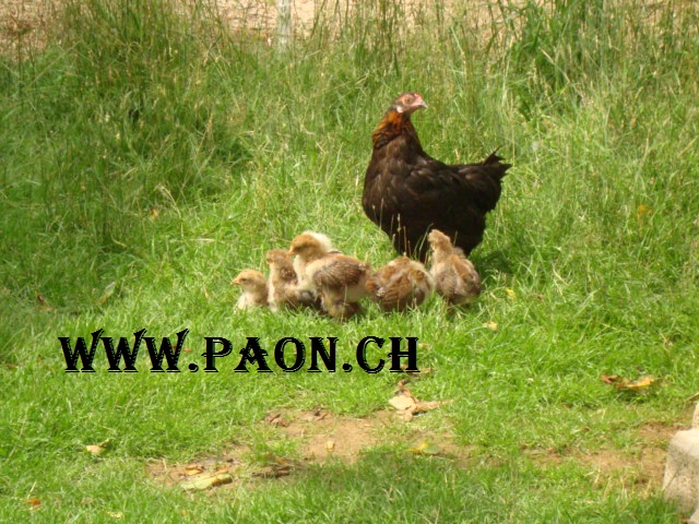 Poussins à vendre — élevage paon.ch, canton de Neuchâtel, Suisse