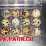 Caille à vendre — élevage paon.ch, canton de Neuchâtel, Suisse